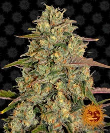 BFAL1 - BARNEY'S FARM - AMNESIA LEMON FEM | 1 SAMEN