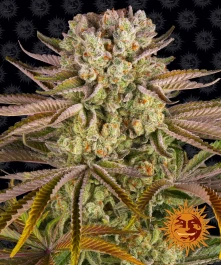 BF2006010 - BARNEY'S FARM - PINEAPPLE EXPRESS FEM | 10 SAMEN