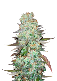 FBS05F9002 - FAST BUDS - G14 AUTO FEM | 5 SAMEN