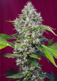 SWSFLKP3 - SÜSSE SAMEN - SAN FERNANDO LEMON KUSH FEM® (SWS62) | 3+1 SAMEN