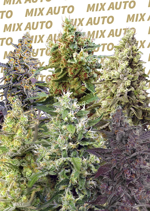 SWSMA10 - SÜSSE SAMEN - SWEET MIX AUTO® (SWS27) | 10 SAMEN