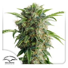 DP8412 - DUTCH PASSION - AUTO DAIQUIRI LIME® FEM | 1 SEED Verfügbar solange der Vorrat reicht