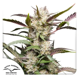 DP12812 - DUTCH PASSION - AUTO MIMOSA PUNCH | 1 SEED Verfügbar solange der Vorrat reicht