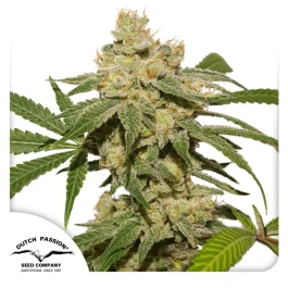 DP13212 - DUTCH PASSION - AUTO OH MY GUSHER FEM | 1 SEED Verfügbar solange der Vorrat reicht
