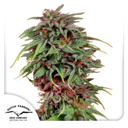 DP0902 - DUTCH PASSION - DURBAN POISON FEM | 10 SAMEN