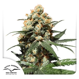 DP3101 - DUTCH PASSION - ORANGE HILL SPECIAL REG | 10 SAMEN