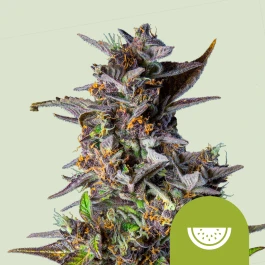 RQSAUT03028 - ROYAL QUEEN SEEDS - WATERMELON AUTOMATIC FEM (USA PREMIUM) | 3 SEEDS