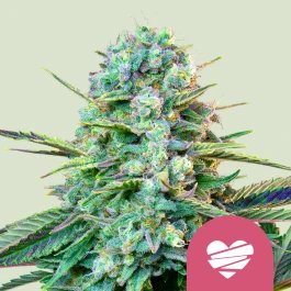 RQSFEM00352 - ROYAL QUEEN SEEDS - WEDDING CRASHER FEM (USA PREMIUM) | 3 SEEDS
