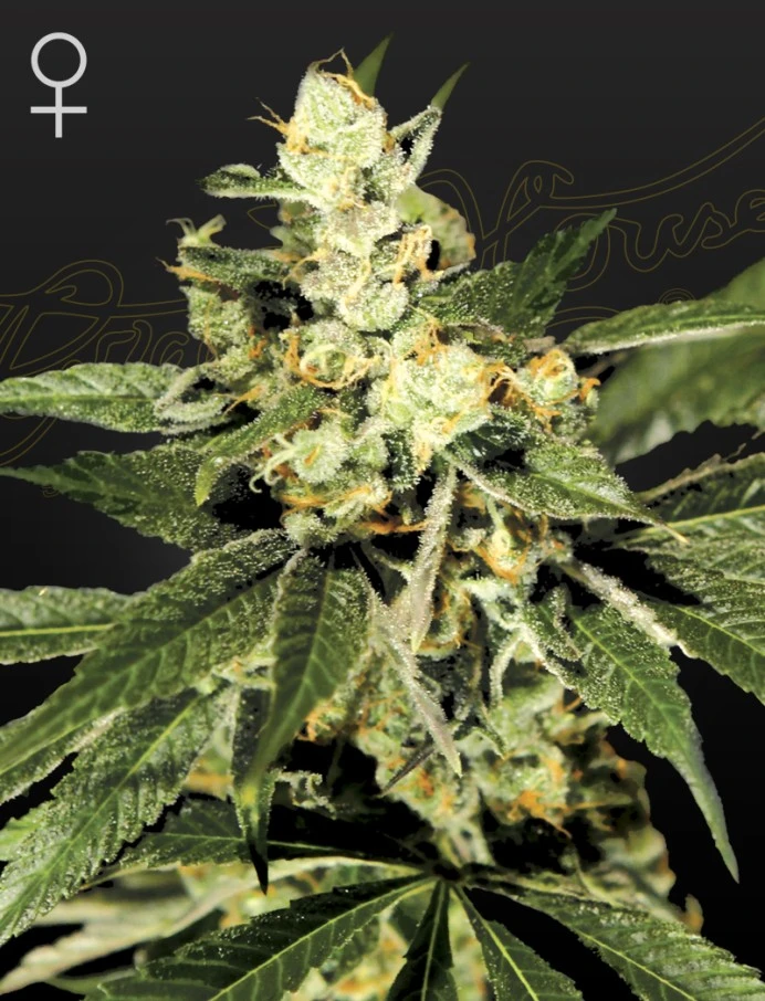 GHSTRW03F - GREEN HOUSE SEED CO. - TRAINWRECK FEM | 3 SAMEN