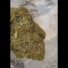 HS037R010 - HUMBOLDT SEED ORGANISATION - 31 GEISTER REG | 10 SAMEN