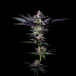 GRTFLIM004-003 - GRATEFUL SEEDS - ROTTEN RAINBOW FEM (LIMITED EDITION) | 3 SEEDS