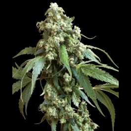 SS1560504 - SENSI SEEDS BANK - JACK FLASH #5 FEM | 5 SAMEN