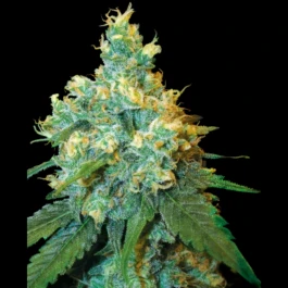 SS1561017 - SENSI SEEDS BANK - JACK HERER FEM | 1 SAMEN