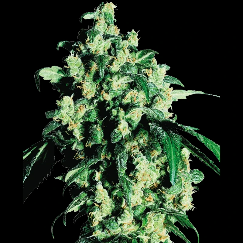 SS1500021 - SENSI SEEDS BANK - SUPER SKUNK REG | 10 SAMEN