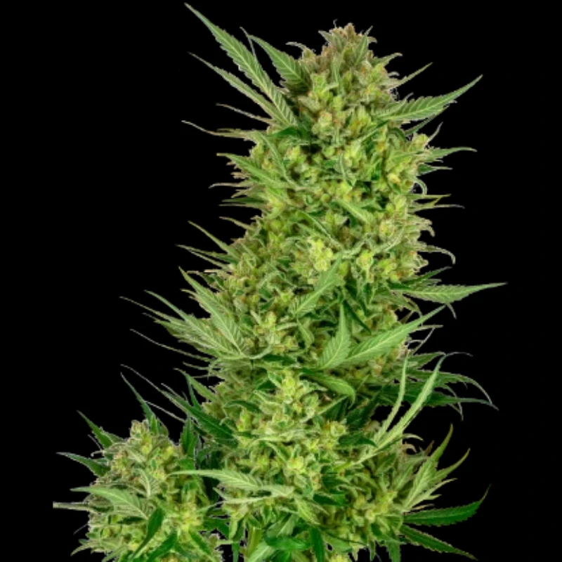 SS1530314 - SENSI SEEDS RESEARCH - BUTTERCREAM ICE CREAM FEM | 3 SAMEN FEMM