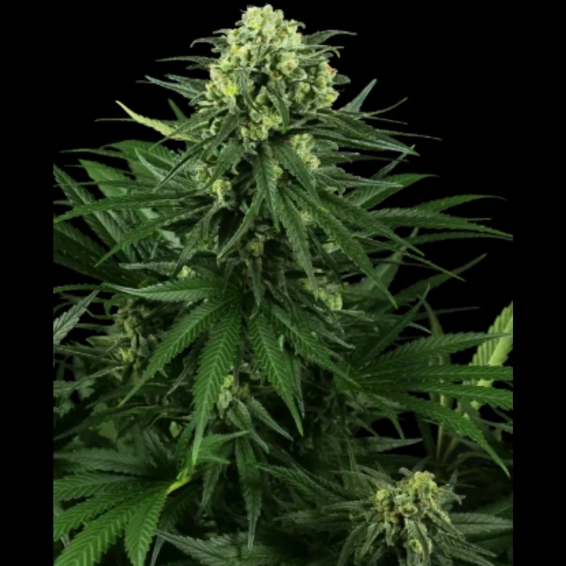 SS1530336 - SENSI SEEDS RESEARCH - HONEY MELON KUSH FEM | 3 SAMEN