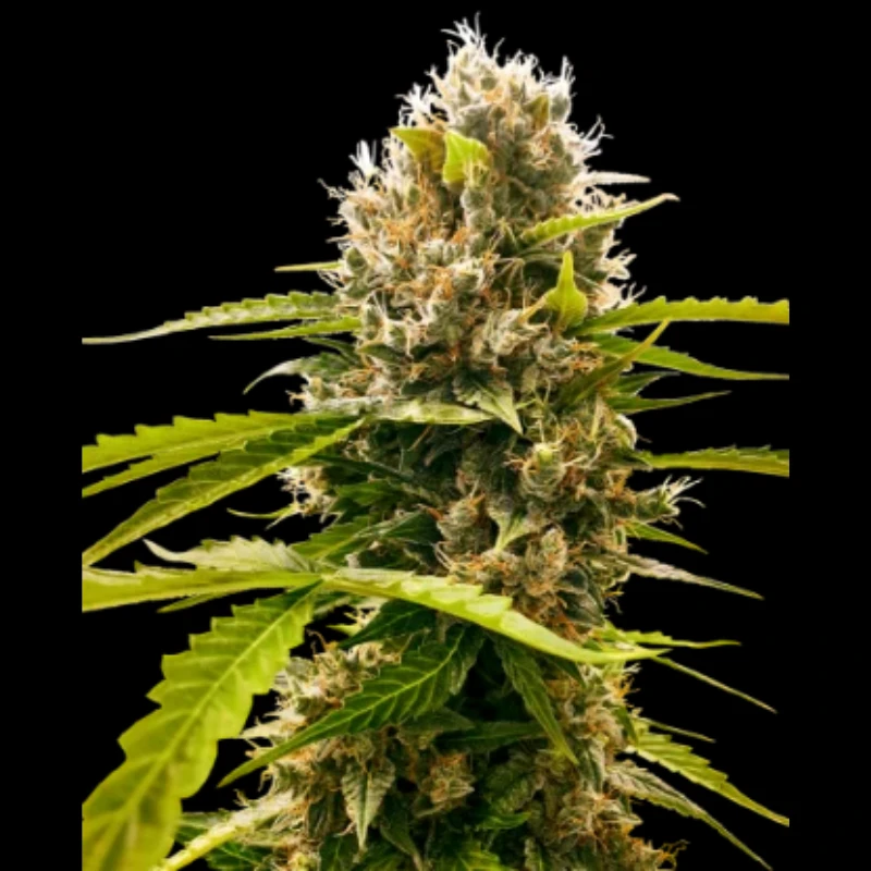SS1530325 - SENSI SEEDS RESEARCH - MANDARIN PUNCH FEM | 3 SAMEN