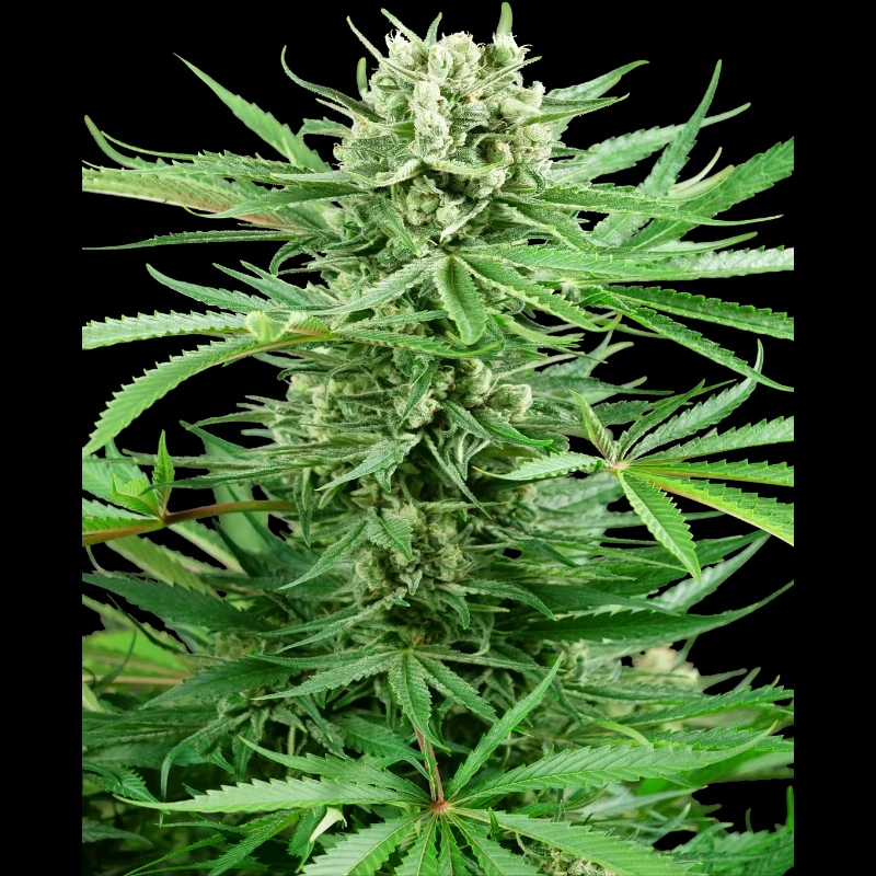 SS1530328 - SENSI SEEDS RESEARCH - PAPI CHULO OG FEM | 3 SAMEN