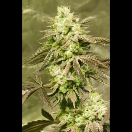 SEX03715PIPP - SEEDSALAD - GORILLA SKIT FEM (USA STRAIN) | 15+5 SEEDS FREE