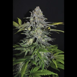 SEX012MILLE - SEEDSALAD - SUPER SKUNK FEM | 1000 SAMEN