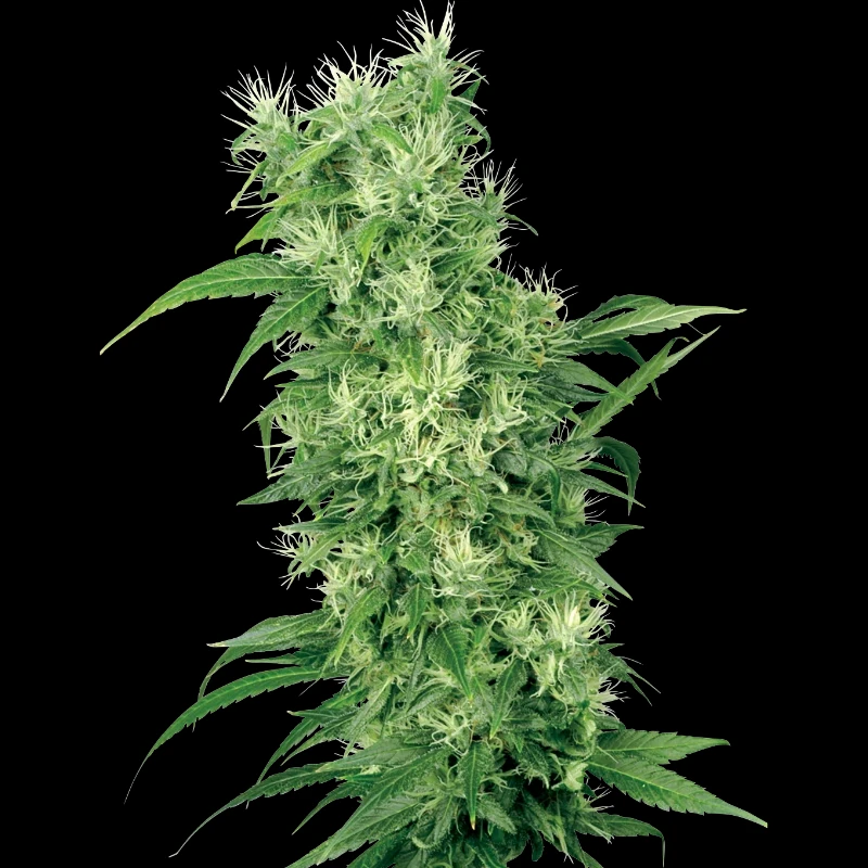 WL1520504 - WHITE LABEL - FEMALE MIX FEM | 5 SAMEN