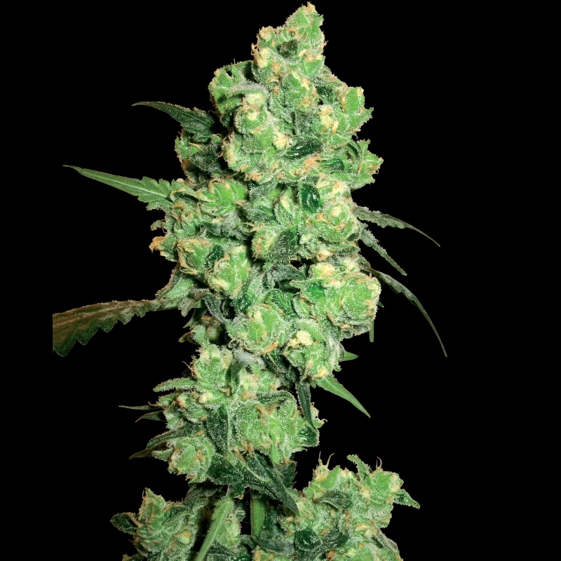 WL1520507 - WHITE LABEL - SUPER SKUNK FEM | 5 SAMEN