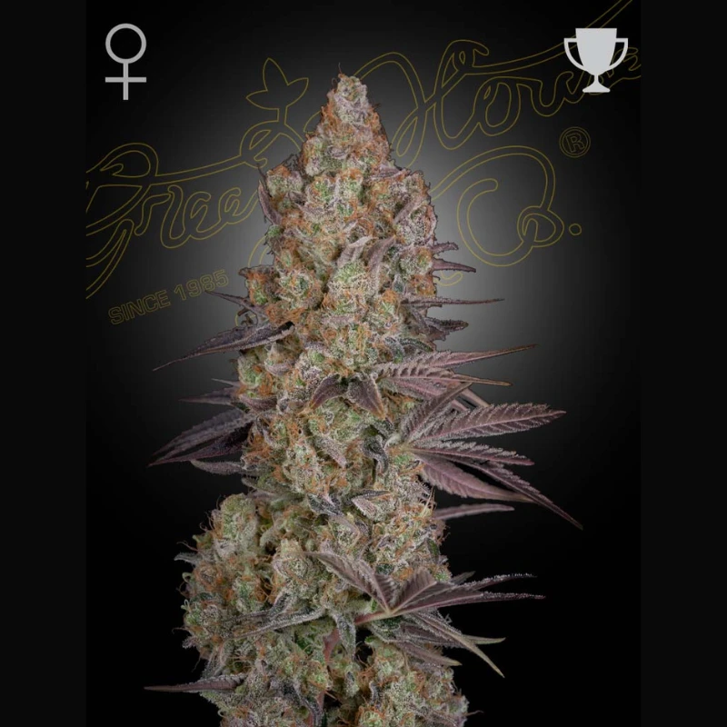 GHEXODF5 - GREEN HOUSE SEED CO. - EXODUS CHEESE FEM | 5 SAMEN