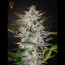GHHPUNCH03 - GREEN HOUSE SEED CO. - HOLY PUNCH FEM | 3 SAMEN