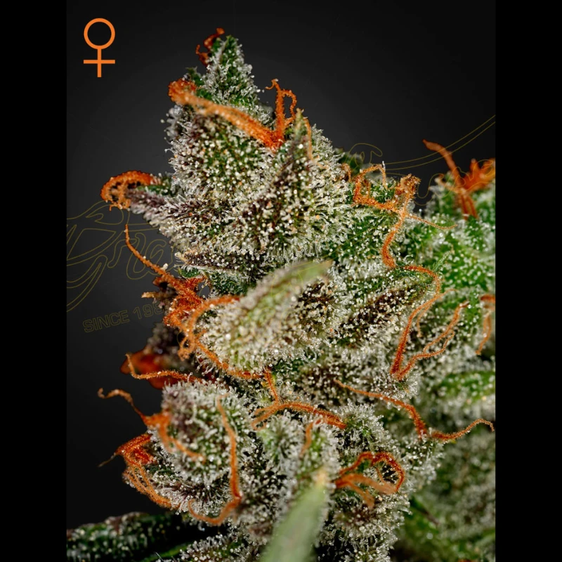 GHKK5F - GREEN HOUSE SEED CO. - KING'S KUSH FEM | 5 SAMEN