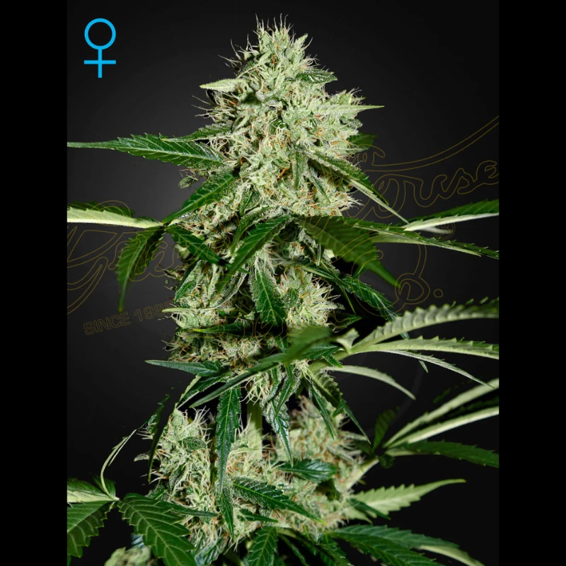 GHNLA5 - GREEN HOUSE SEED CO. - NORDLICHT AUTOFLOWERING FEM | 5 SAMEN