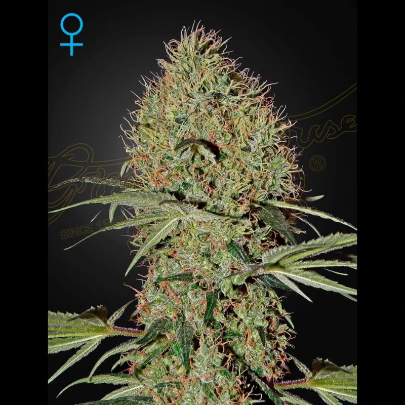 GHSSBAUTO5 - GREEN HOUSE SEED CO. - SUPER BUD AUTOFLOWERING FEM | 5 SAMEN