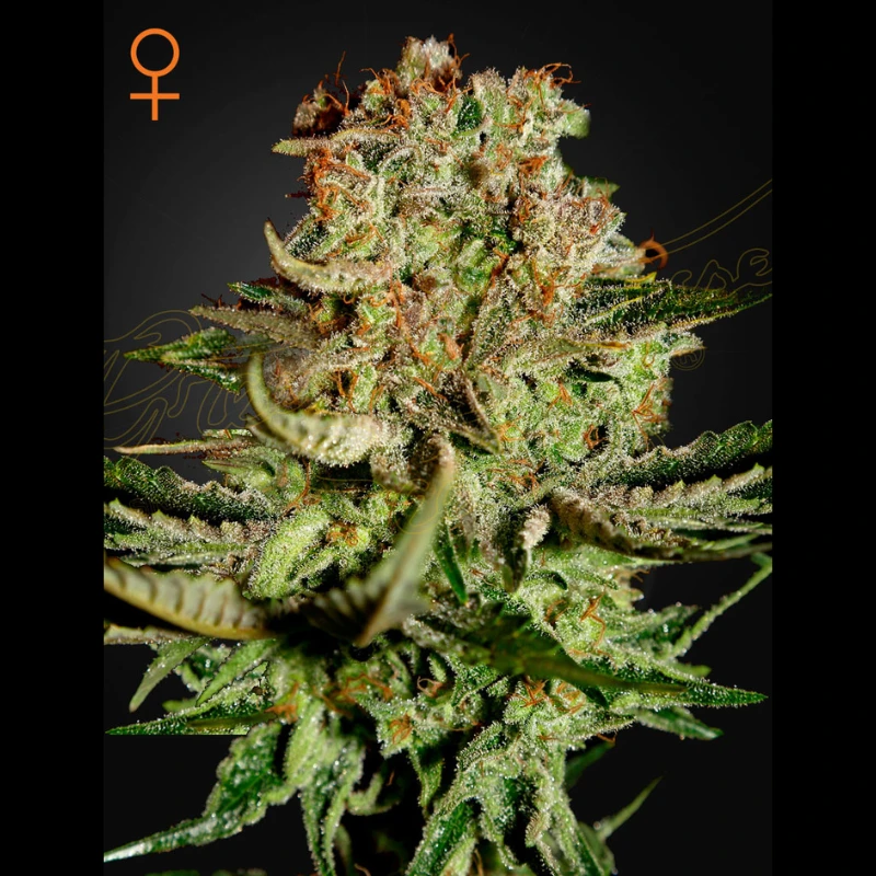 SUBF5 - GREEN HOUSE SEED CO. - SUPER BUD FEM | 5 SAMEN