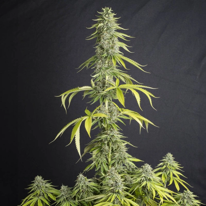 SEVVTF0003 - EVA SEEDS - VIEJO TOBY FEM | 3+1 Free SAMEN