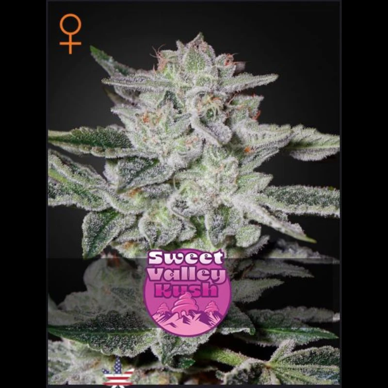GHSVKF5 - GREEN HOUSE SEED CO. - SWEET VALLEY KUSH FEM | 5 SAMEN