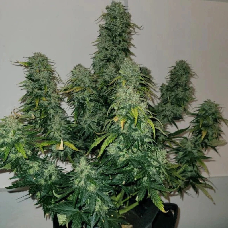 MNKGSBA0003 - MONKEY GENETICS - SHERBET BLAST AUTO FEM | 3 SAMEN