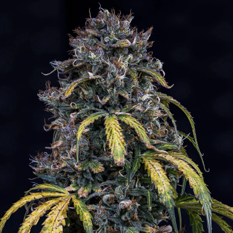 MPHGSOH0003A - MEPHISTO GENETICS - SUPER ORANGE HAZE AUTO FEM | 3+2 SAMEN