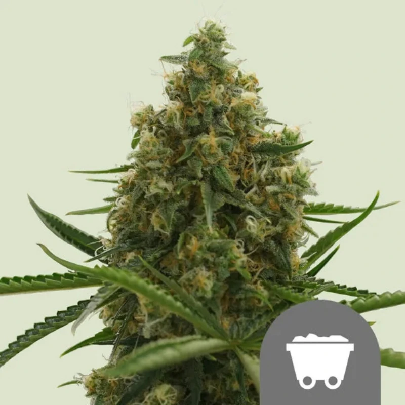 RQSREG10005 - ROYAL QUEEN SEEDS - SHINING SILVER HAZE REG | 10 SAMEN