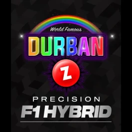 BF2011203 - BARNEY'S FARM - DURBAN Z FEM (PRECISION F1 HYBRID) | 3 SAMEN