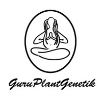 GURUREL05 - GURU PLANT GENETIK - RELAX CBD FEM | 5 SAMEN