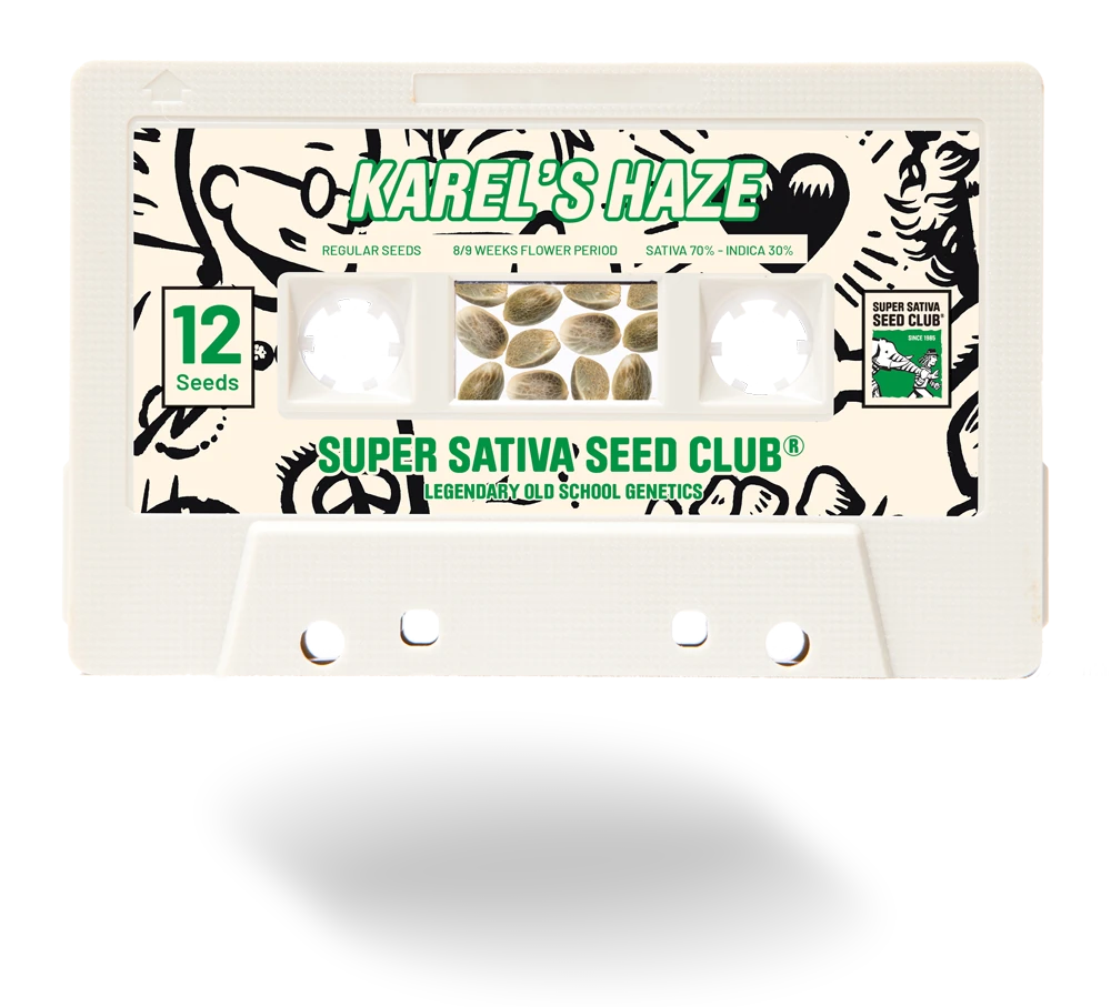 SSSC021201 - SUPER SATIVA SEED CLUB - KAREL'S HAZE REG | 12 SAMEN