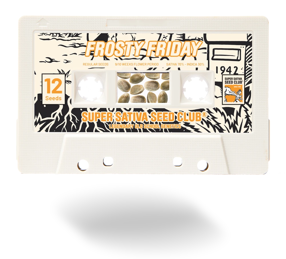 SSSC042401 - SUPER SATIVA SEED CLUB - FROSTY FRIDAY REG | 24 SAMEN