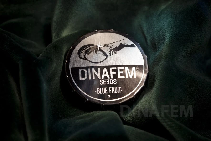 DF0059 - GORILLA CBD 5 SAMEN FEMM DINAFEM