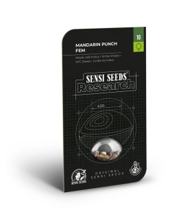 SENSI SEEDS RESEARCH - MANDARINE PUNCH FEM | 3 SEEDSSENSI SEEDS RESEARCH - MANDARINE PUNCH FEM | 3 SEEDS