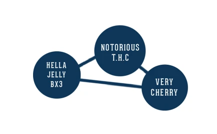 HUMBOLDT SEEDS COMPANY - HELLA JELLY FEM | 5 SEEDS