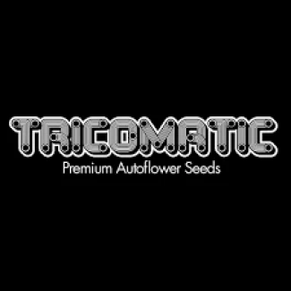 TRICOMATIC - BLACKBERRY PUNCH AUTO | 3 SEEDS