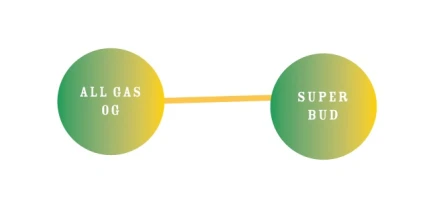 HUMBOLDT SEEDS COMPANY - ED ROSENTHAL'S SUPER HIGH LIFE FEM | 5 SEEDS