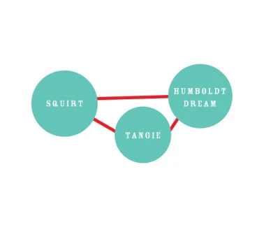 HUMBOLDT SEEDS COMPANY - THE UPSETTER FEM | 5 SEEDS