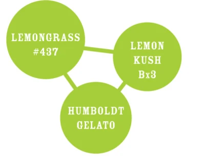 HUMBOLDT SEEDS COMPANY - LEMONGRASS FEM | 5 SEEDS