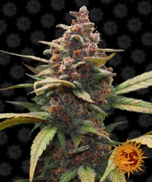 BF2000410 - BARNEY'S FARM - AYAHUASCA PURPLE FEM | 10 SEEDS