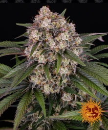 BFOGKAF10 - BARNEY'S FARM - OG KUSH AUTO FEM | 10 SEEDS
